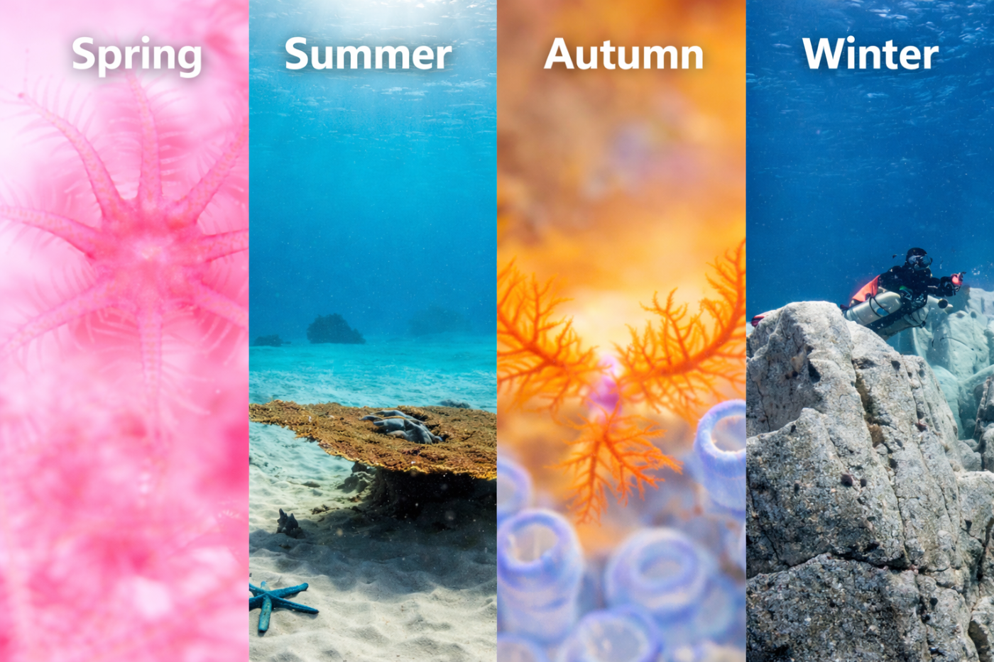 Welcome to Diving in Japan – Where Safety, Exploration, and the